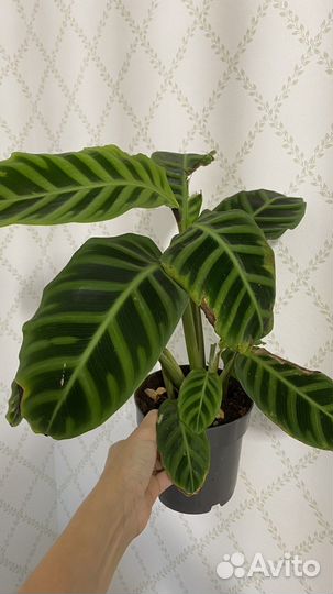 Калатеи Ктенанты Строманты