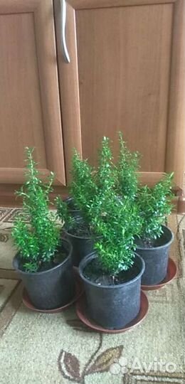 Миртовое дерево