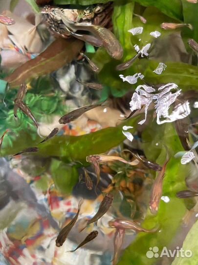 Аквариумные рыбки гуппи