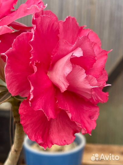 Адениум прививка