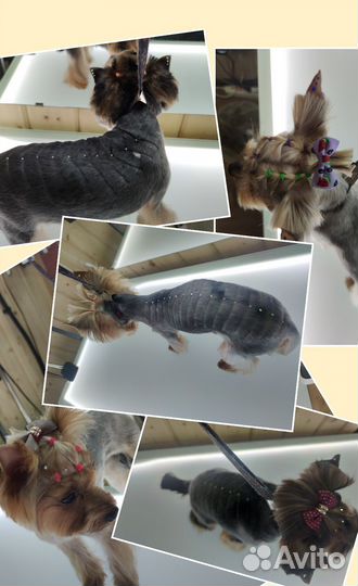 Стрижка собак и кошек Грумер Зоосалон