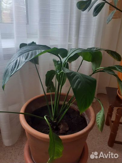 Комнатные цветы