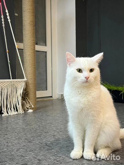 Котик ищет дом