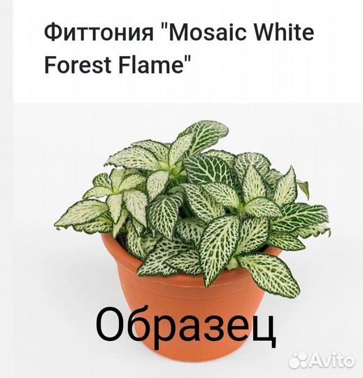 Фиттония