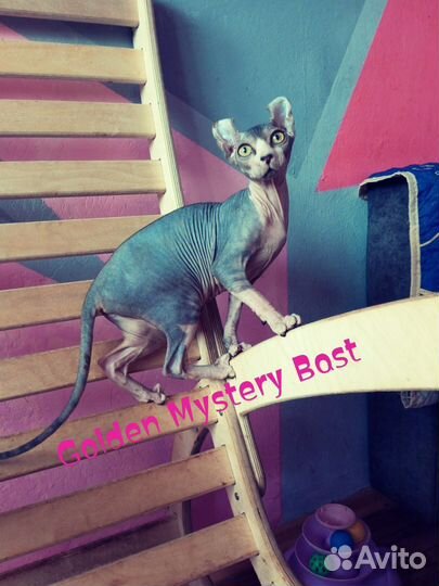 Сфинкс Эльф