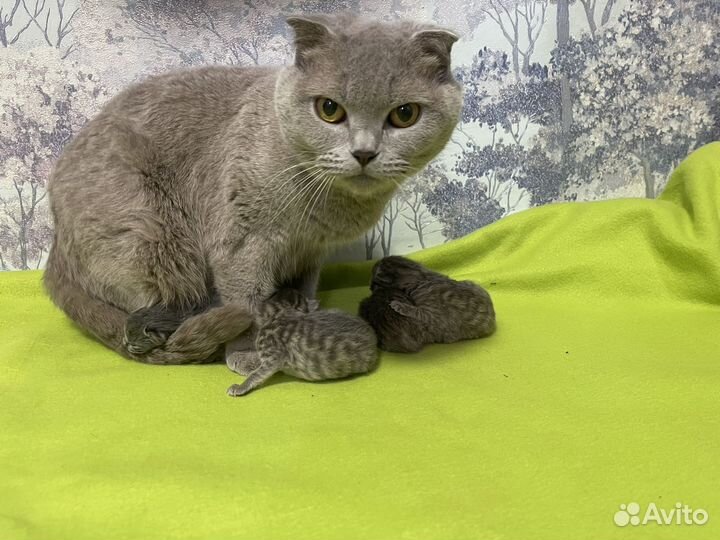 Продам котенка