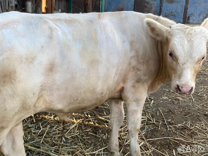 Бык. Чистый сементал