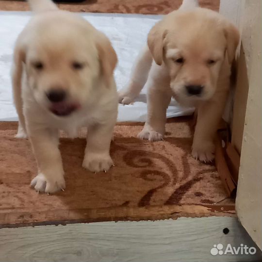 Лабрадор ретривер щенки