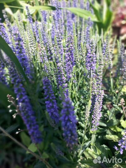 Вероника нитевидная