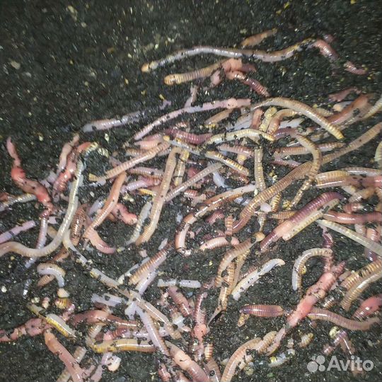 Червь дендробена