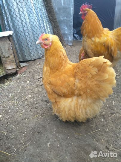 Куры Орпингтон инкуб.яйцо