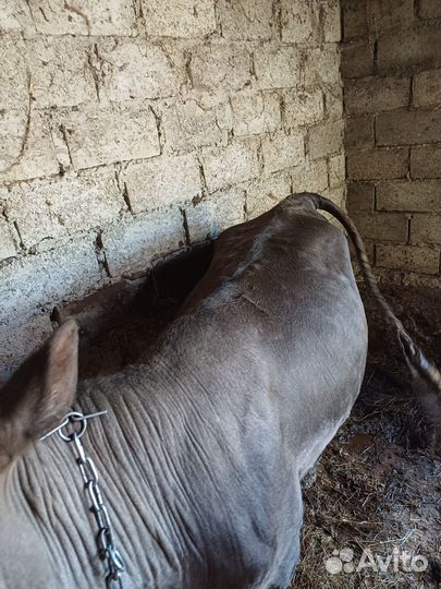 Корова на мясо