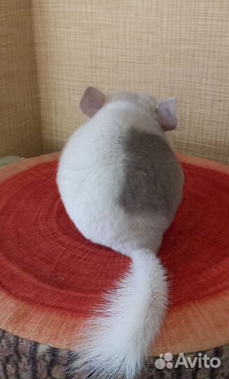 Шиншилла бело-розовая девочка