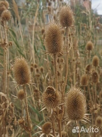 Ворсянка (чертополох) сухоцвет купить в Москве | Хобби и отдых | Авито