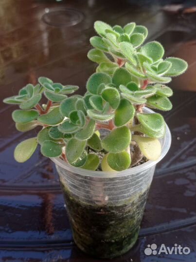 Портулака, портулакария,эониумы