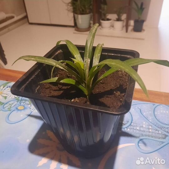 Хлорофитум