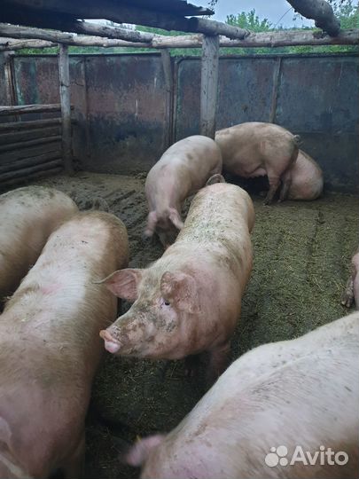 Мясо свинина домашняя