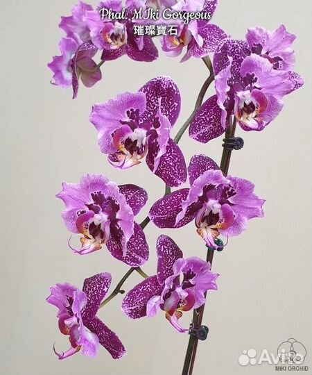 Орхидея Phal. MIki Gorgeous