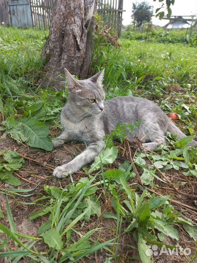 Потерялась кошка