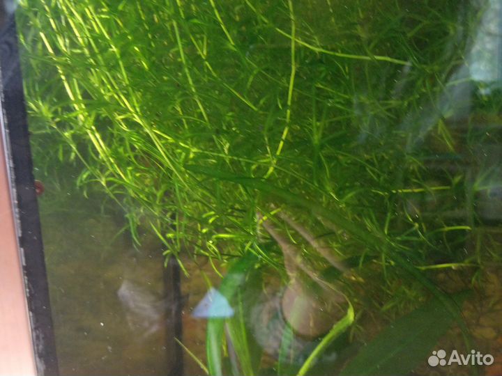 Трава живая
