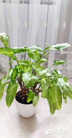 Комнатные растения цветы