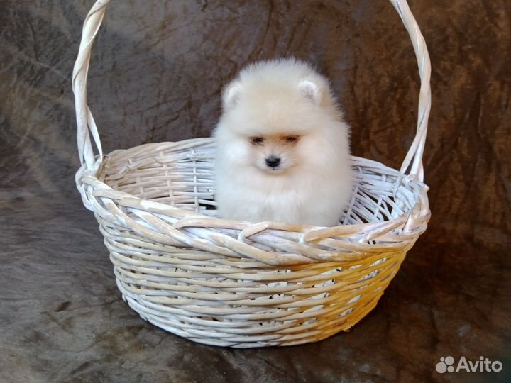 Померанский шпиц мини