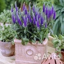 Вероника голубая (многолетник)