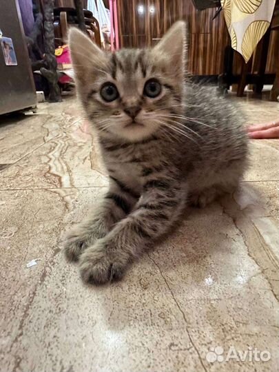 Британские вислоухие котята