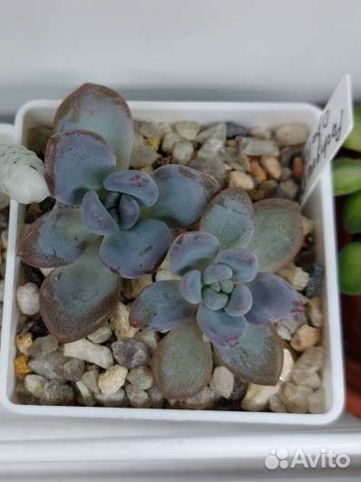 Суккуленты ч.1