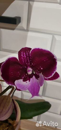 Орхидея Hot kiss