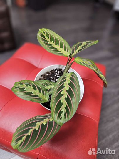 Маранта триколор