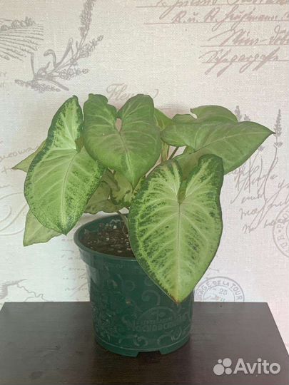 Цветы и растения для дома