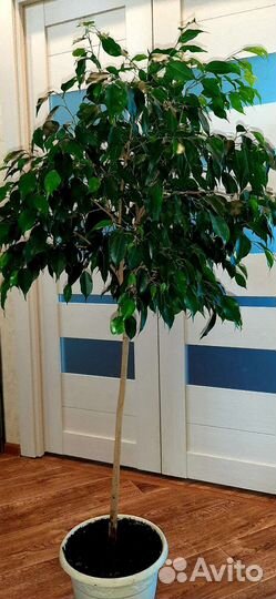 Фикус бенджамина большой
