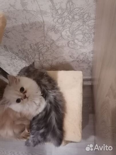 Персидская