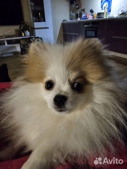 Вязка собак шпиц