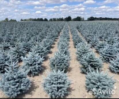 Ель голубая