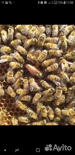Пчело матки
