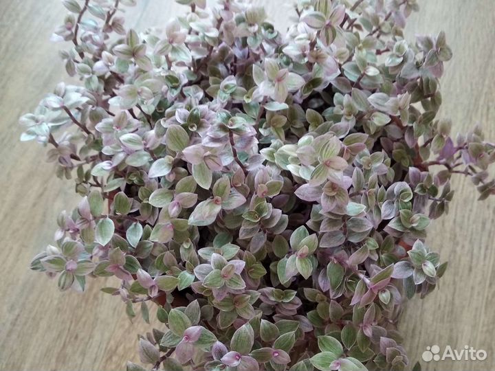 Каллизия розовая