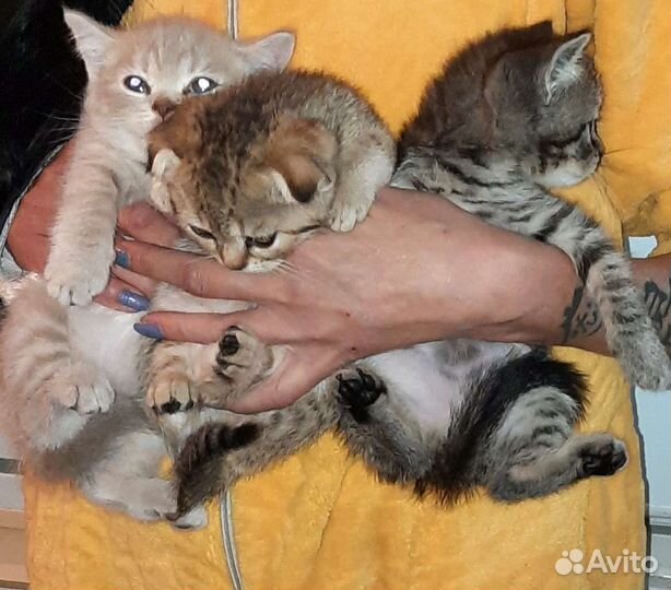 Малышы шотландцы