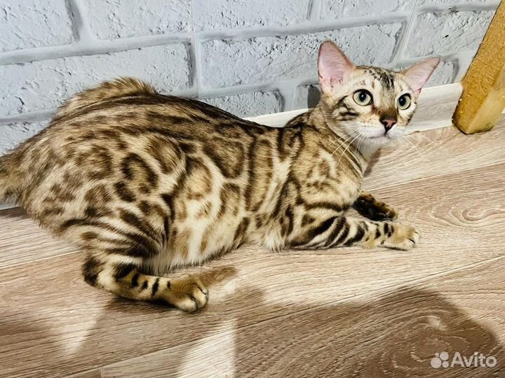 Бенгальская девочка