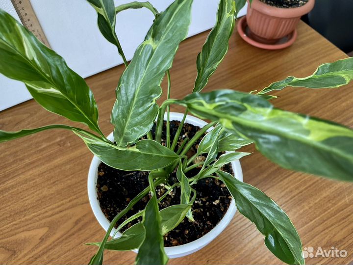 Спатифилумы сортовые