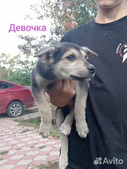 Щенок в добрые руки
