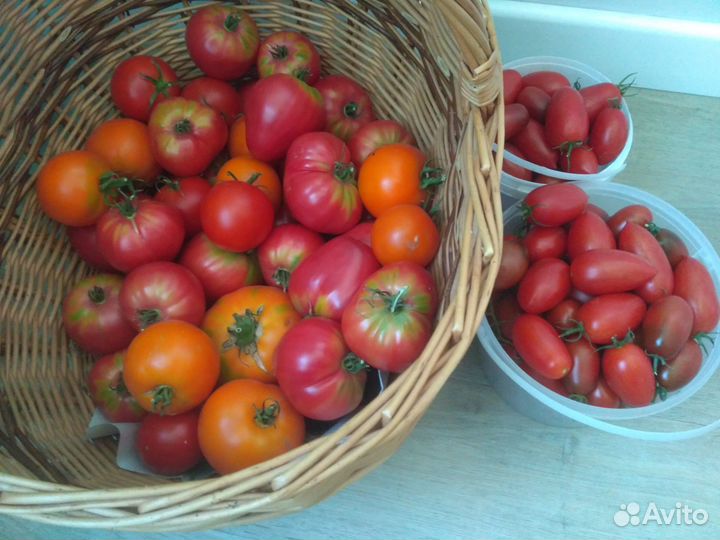 Помидоры свежие домашние