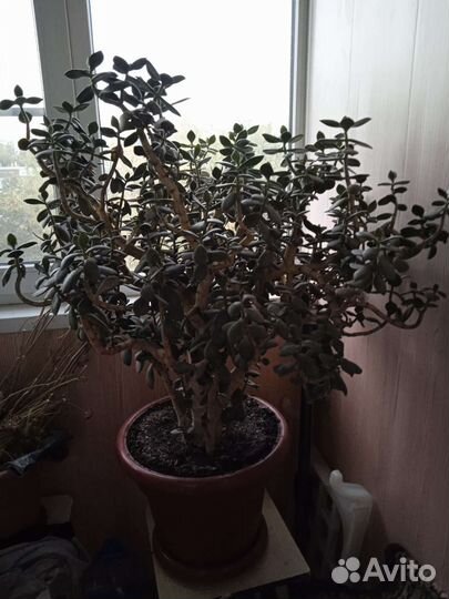 Денежное дерево