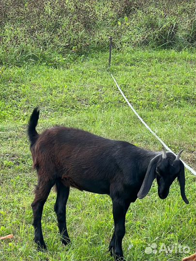 Нубийские козы