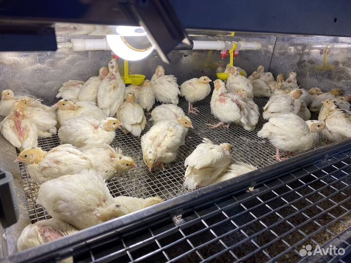 Перепелята, цыплята перепела белого гиганта