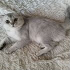 Шотландский прямоухий короткошёрстный кот, вязка