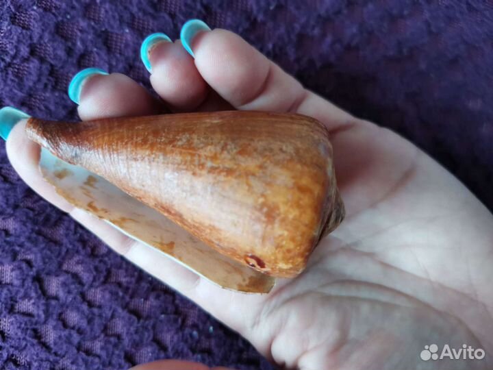 Набор ракушек