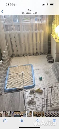 Лоток для собак большой со стенкой (съемной)