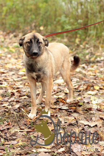 Фиона - собачка для души